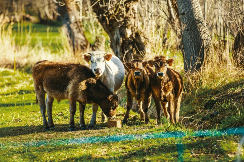 a small herd of cows is gathered near some trees