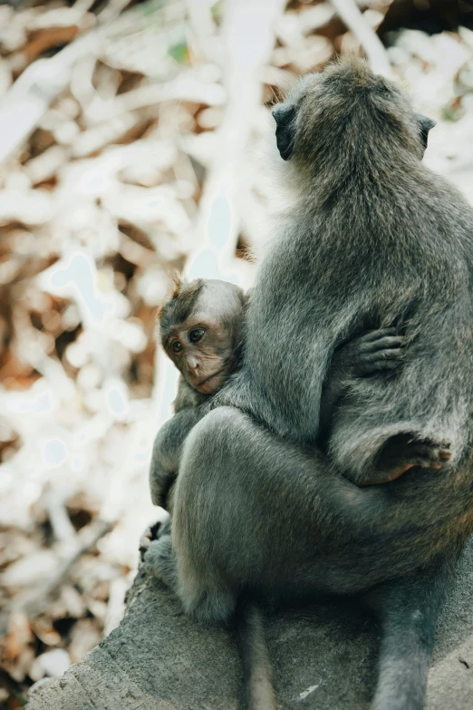 an adult and young monkey are resting on a rock