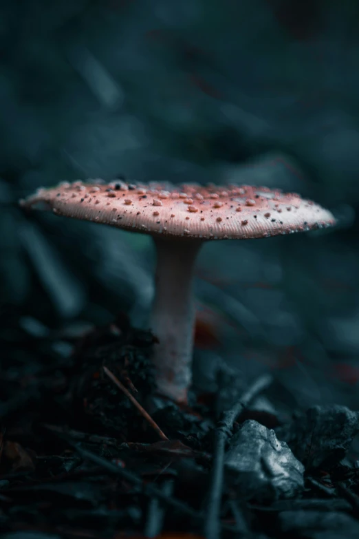 a close up of a tiny mushroom on the ground