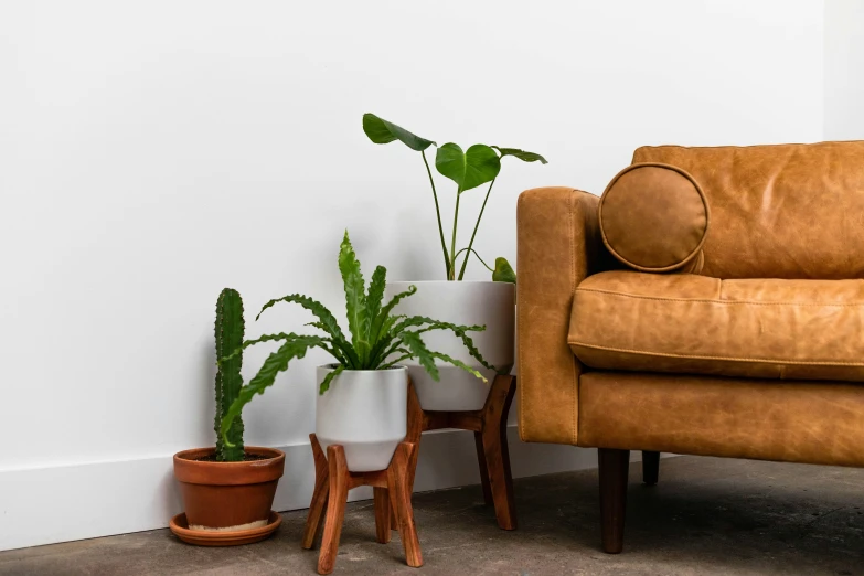 a row of house plants sitting next to a brown leather chair
