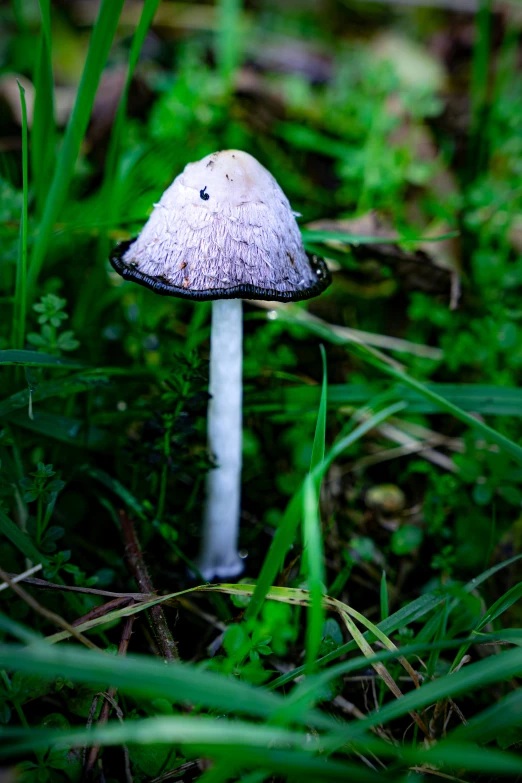 a mushroom sitting in a patch of grass