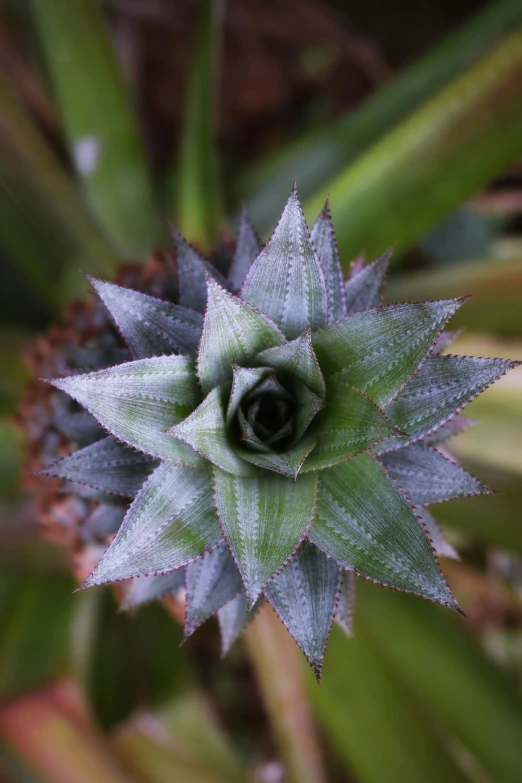 the top of an agiuma plant with very thick leaves