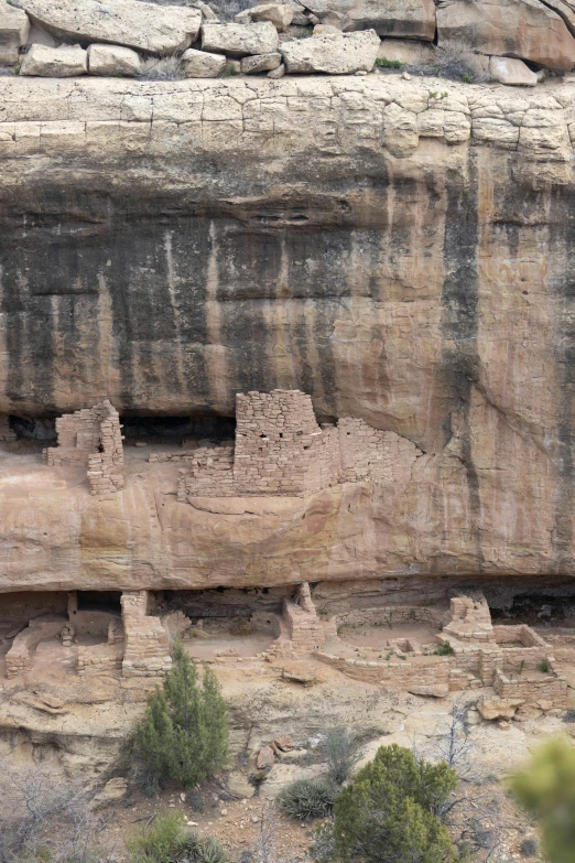 the brown rocks are a large piece of wood