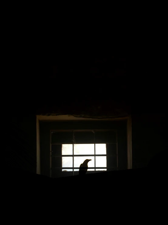 a window with a bird sitting in it at night