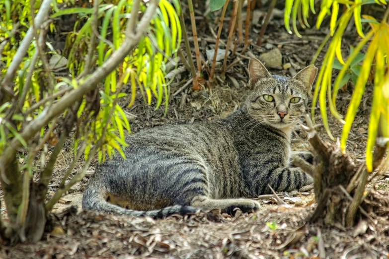 a cat is sitting on the ground among the plants