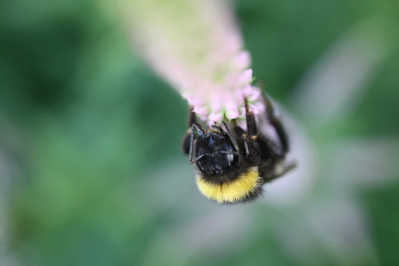 a bee that is sitting on a flower