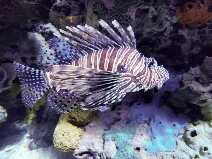 a lion fish swimming on top of the ocean