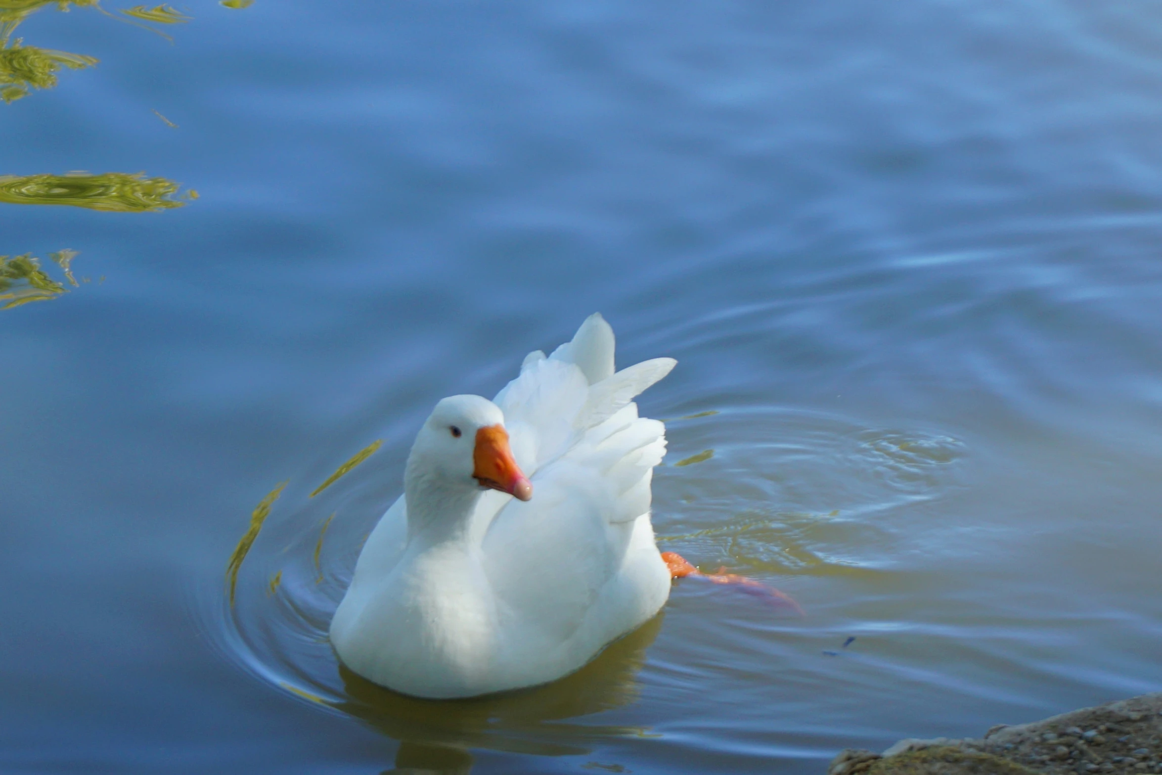a duck floating on a lake with grass in the background