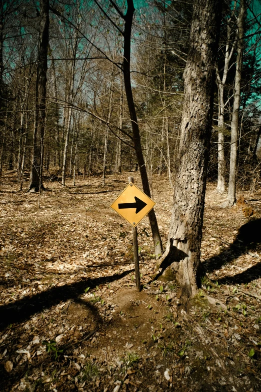 an arrow arrow sign stands in front of a tree