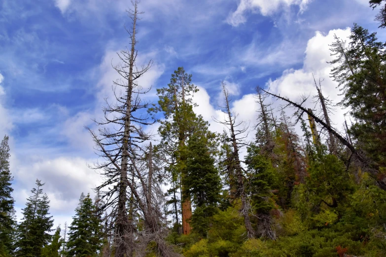 several trees that are standing in the grass