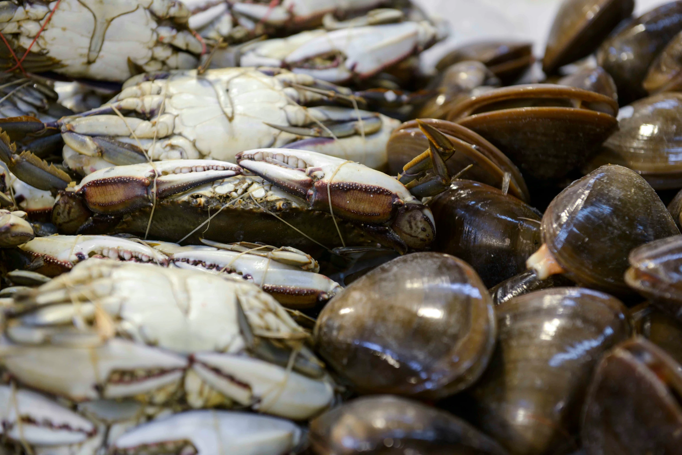 shells and clams are being steamed together