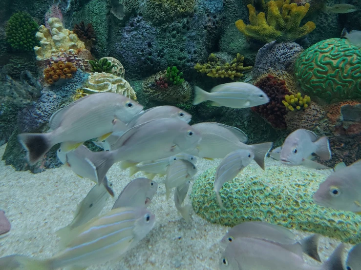 school of fish in sea life with corals and anemone