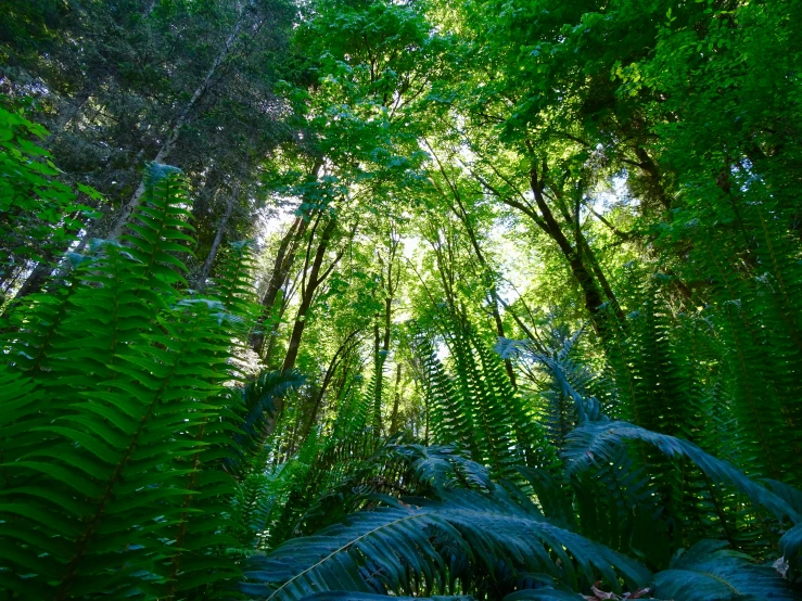 a forest filled with green trees and ferns