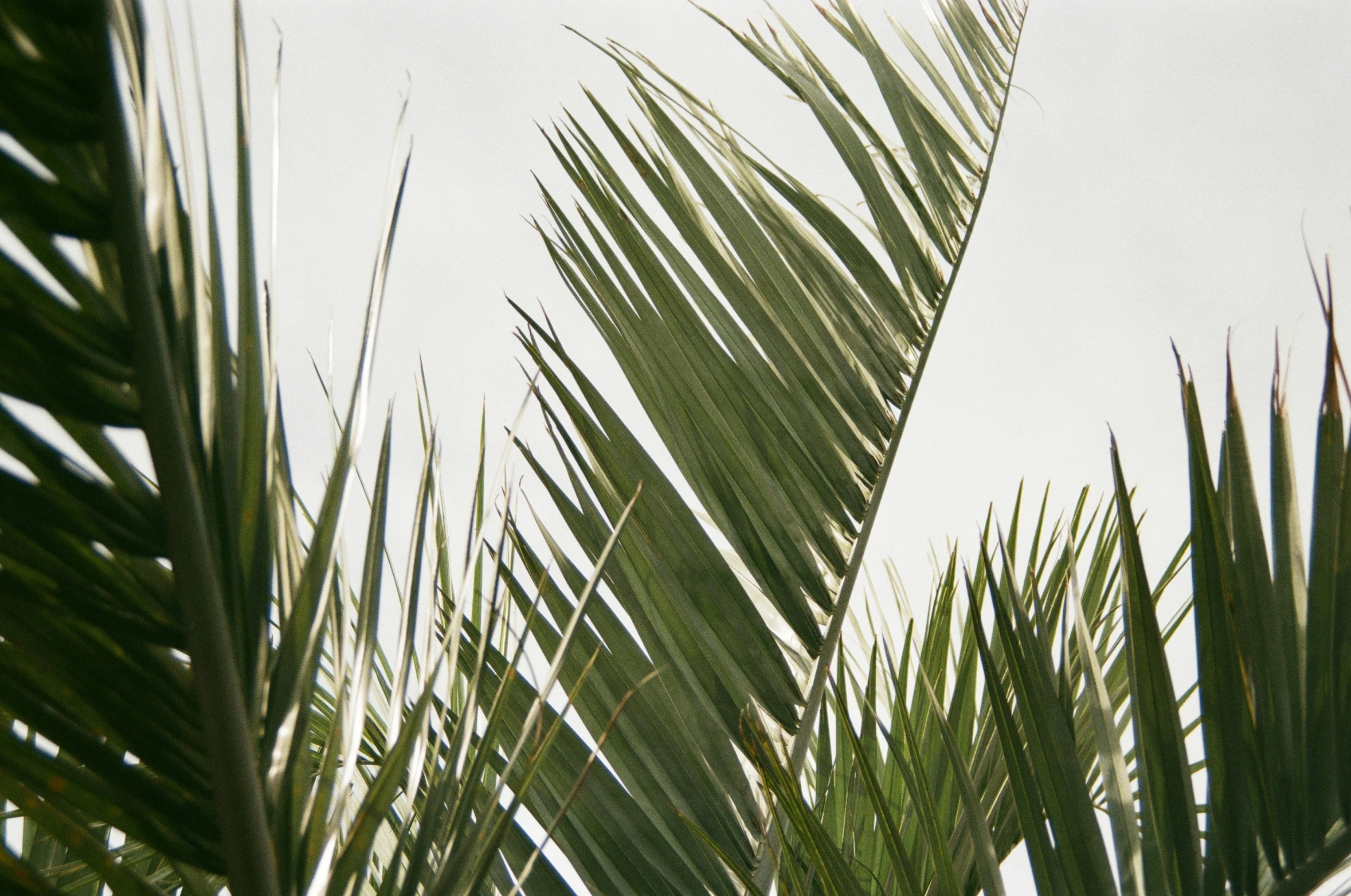 a close up of the leaves and top of a palm tree