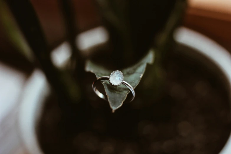 a flower pot has an orchid with a wedding ring on it