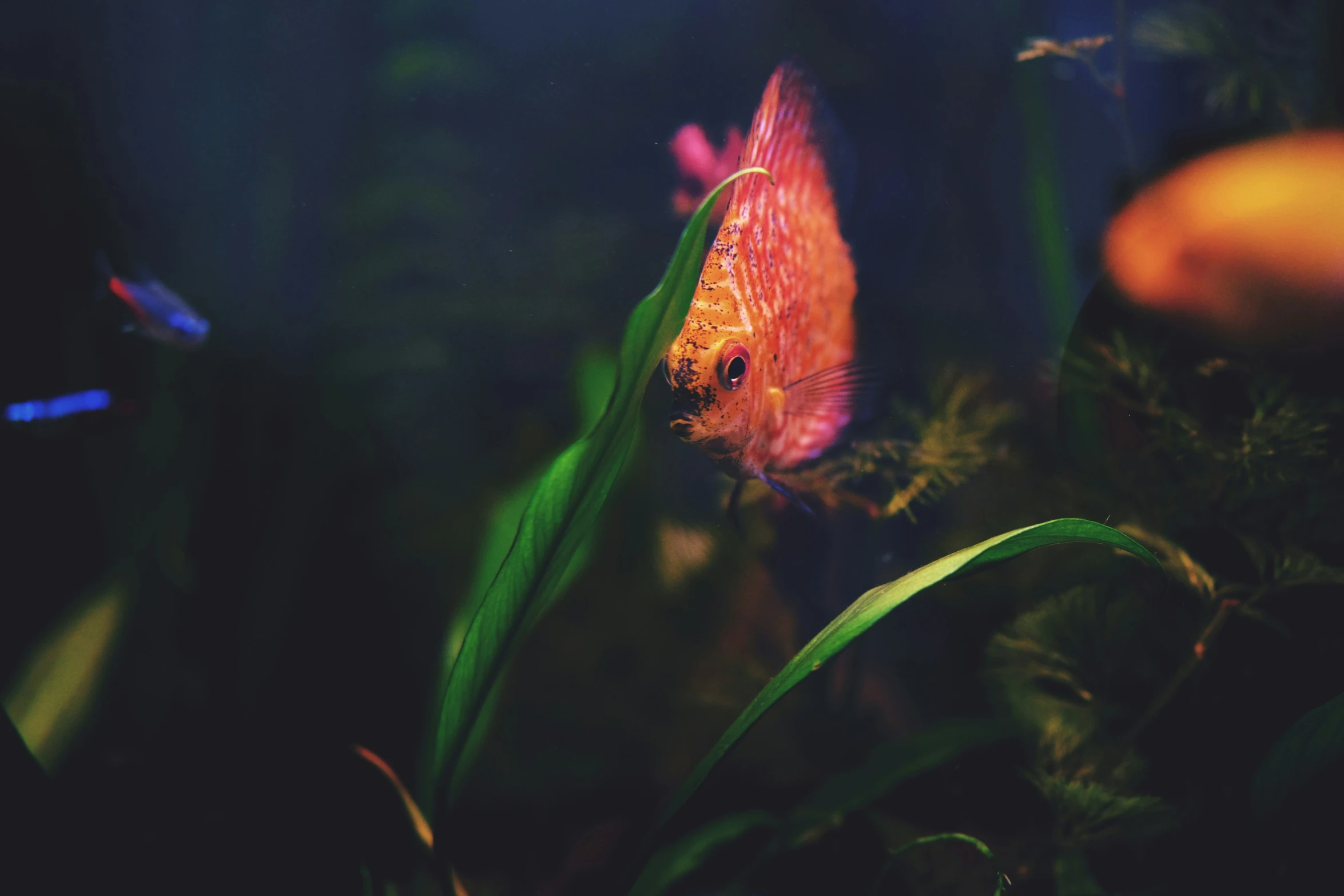 a gold fish floating on top of a plant