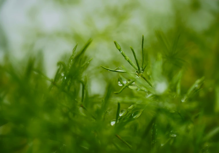 the green foliage is growing very quickly in the afternoon