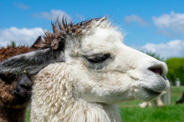 a close up of two sheep in a grassy field