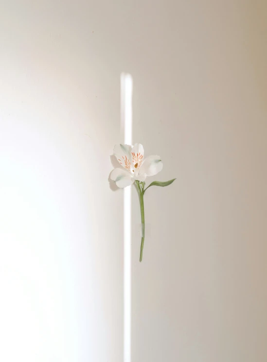 a white flower is on a long thin stem