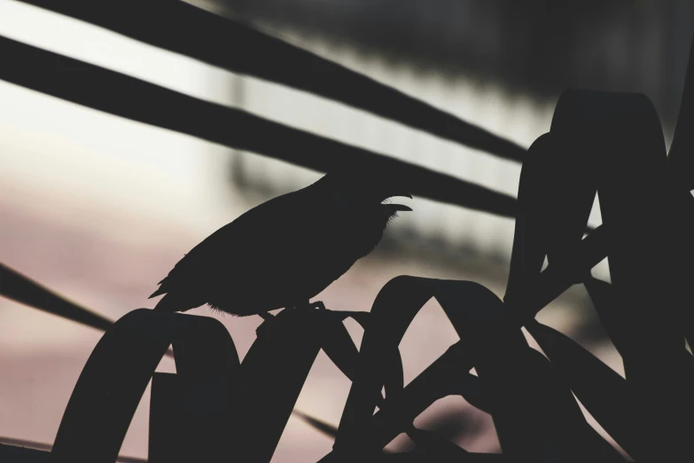 a black bird is sitting on the top of a tall plant