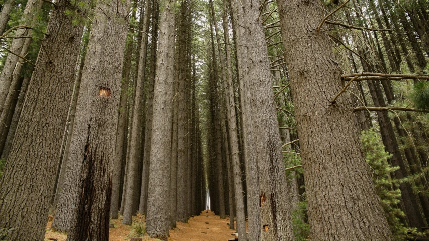 the man walks through a forest of tall trees