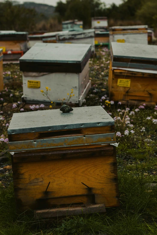 a number of bees on a field near one another