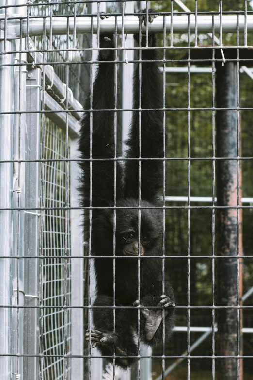 a monkey that is in the middle of hanging from a gate