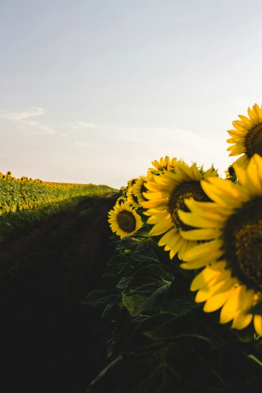 several sunflowers stand in a field while the sun sets