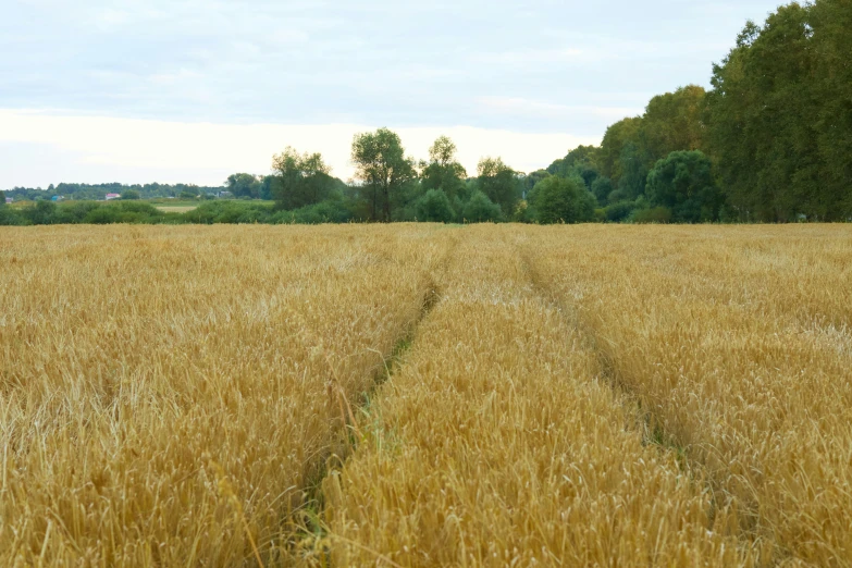 an image of a path in a field of wheat