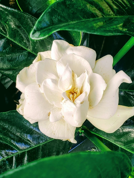 a white flower on a green leafed tree