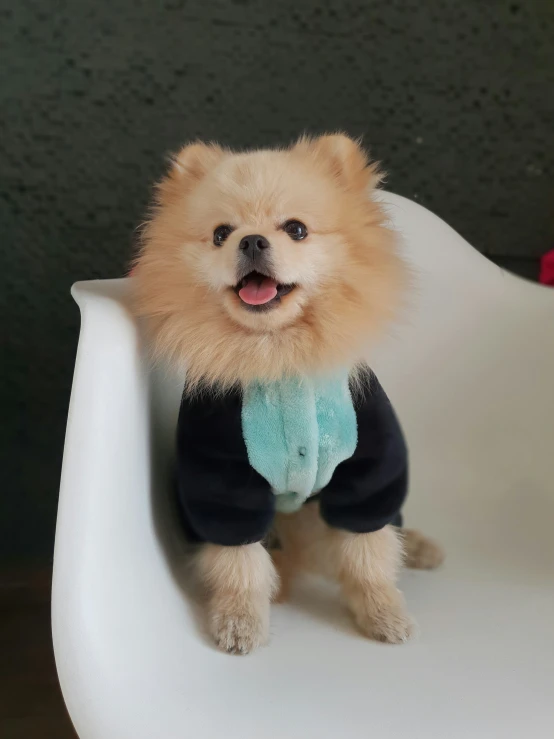 small dog with a sweater on sitting in a chair