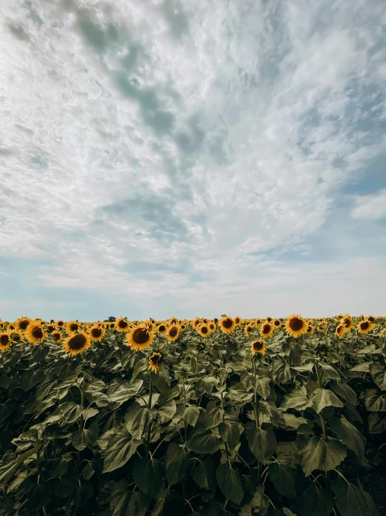 a huge field filled with lots of sunflowers under a blue sky