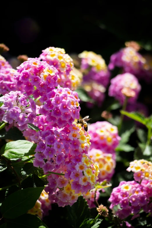 many different kinds of pink flowers growing together