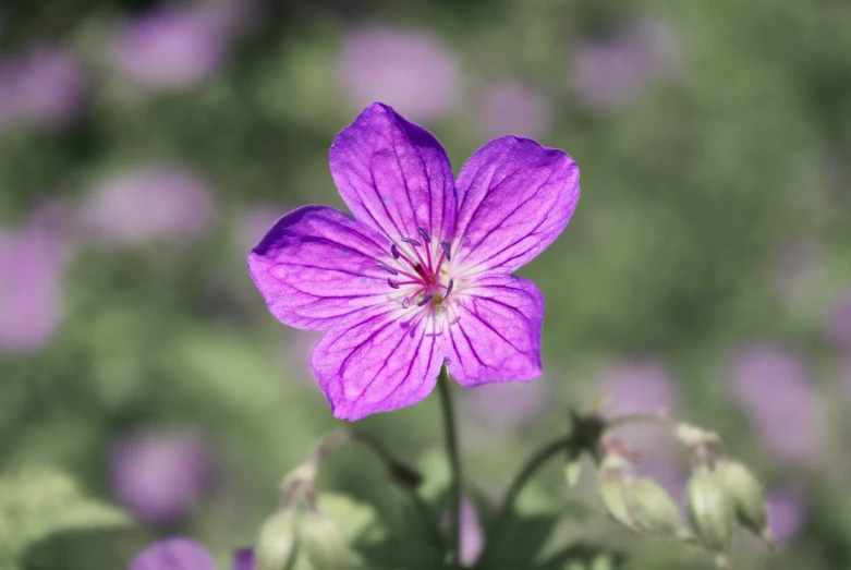 purple flowers with green background in soft sunlight