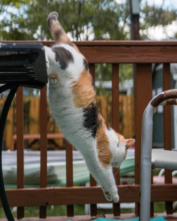 a cat catching a bird with his mouth