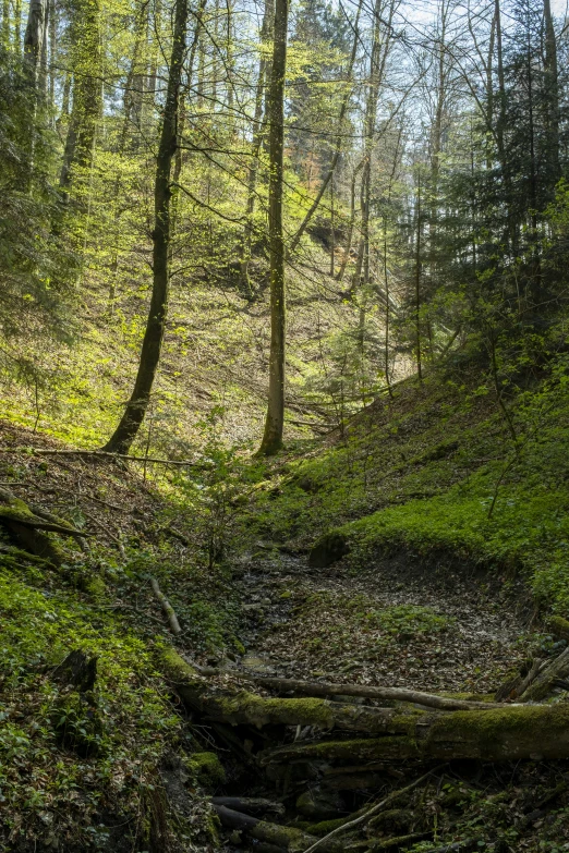 trees are growing on the hillside in the woods