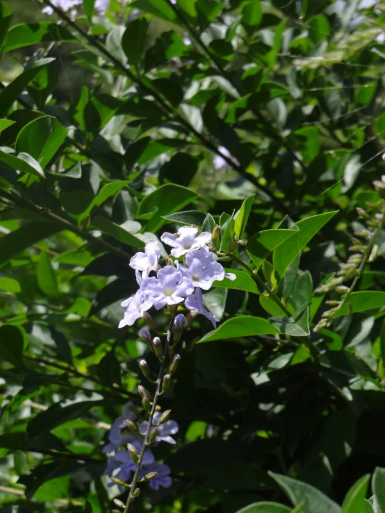 a purple flower that is growing on a plant