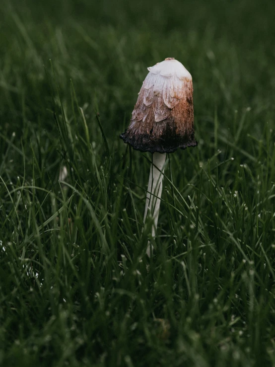 a white mushroom in the middle of some tall grass