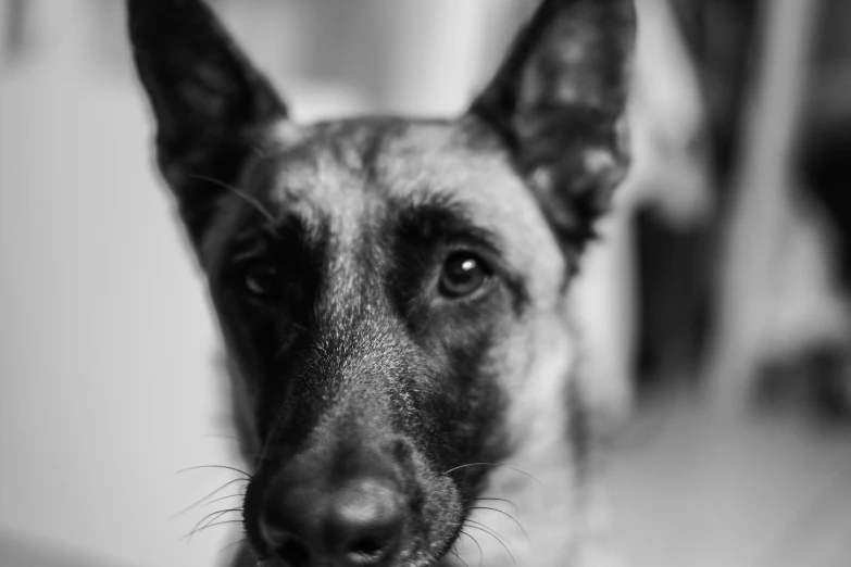 a black and white po of a german shepherd dog