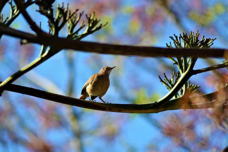 a bird is sitting on a nch with berries