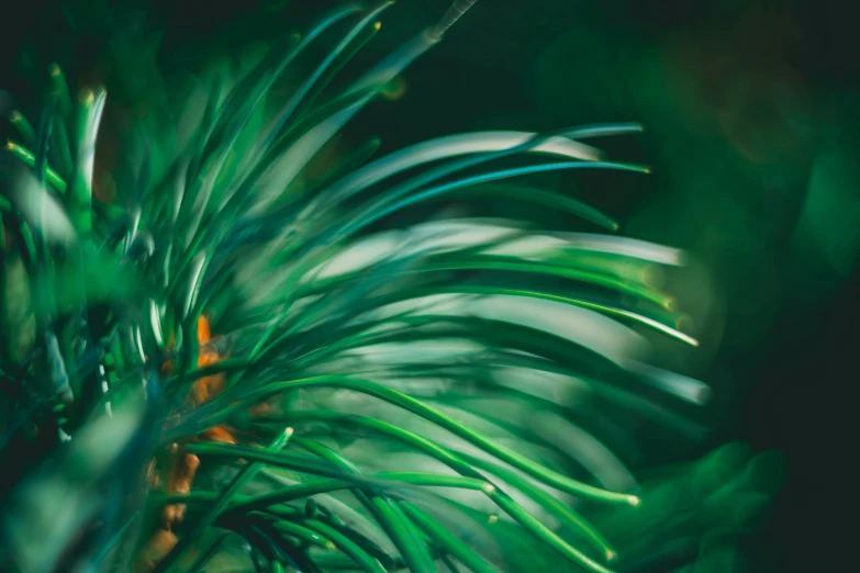 the leaves of some very colorful tropical plants