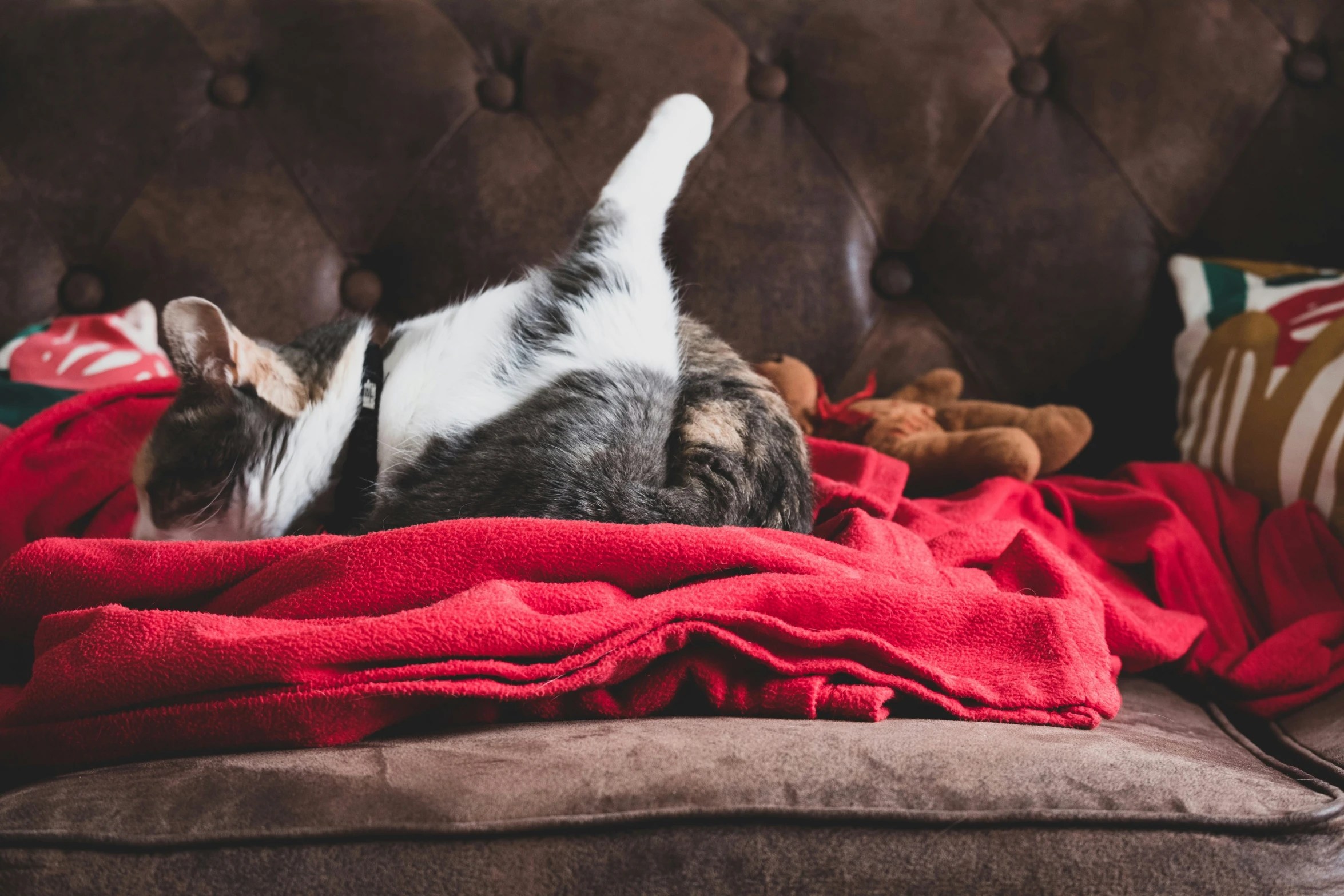 cat laying on the couch asleep and covered with a red blanket