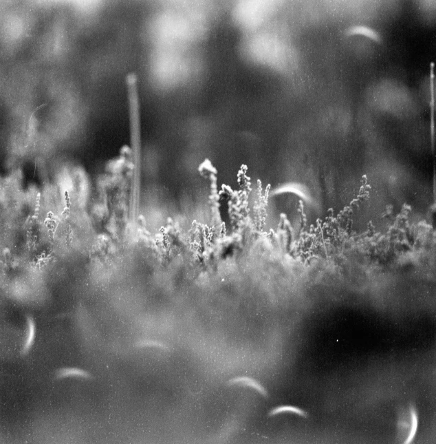 some small plants with little trees on the side of it