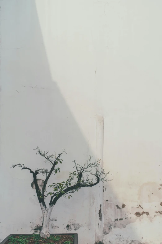 a small bonsai tree standing up against a white wall