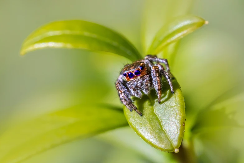 a spider sitting on top of a leaf