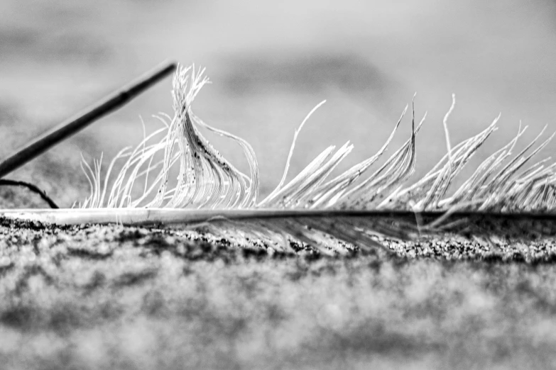 a black and white pograph of a piece of grass