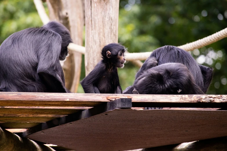 a group of black monkeys sitting on top of wooden platforms