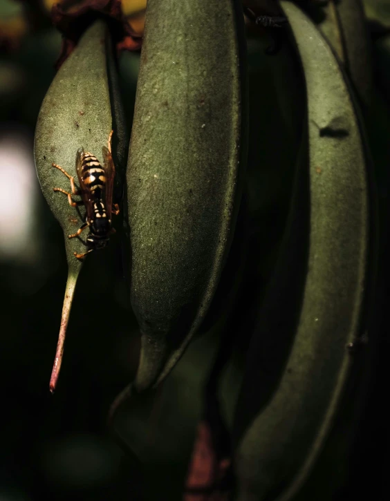 there is a very small insect in between green bananas