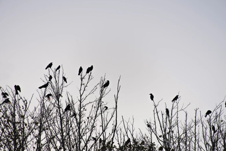 birds are sitting on top of nches in a foggy sky