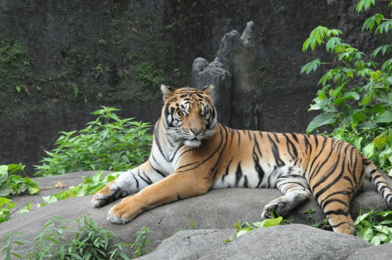 a tiger laying on top of some large rocks